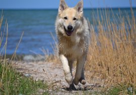 Wolfdog Puppies for Sale in the US [Top 7 Breeders for 2024]