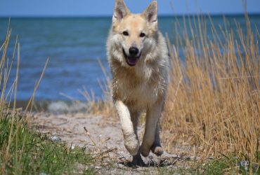 Wolfdog Puppies for Sale in the US [Top 7 Breeders for 2024]